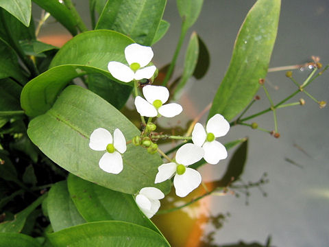 SAGITTARIA